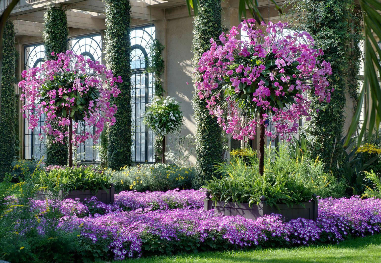 Longwood Orchids 2020 hanging display